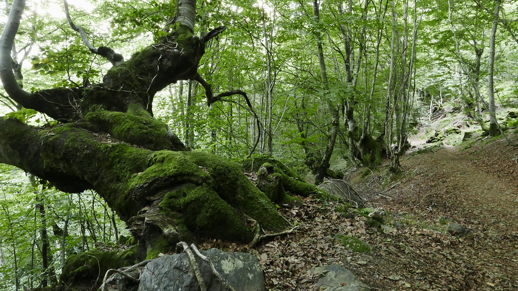 Bosque encantado de Carlac, una de las rutas más bonitas